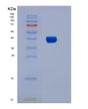 SDS-PAGE analysis of Human FCGR3B (Low Affinity Immunoglobulin Gamma Fc Region Receptor Iii-B) - Recombinant Protein, showing >90% purity under 15% SDS-PAGE (Reduced)