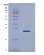 SDS-PAGE analysis of Human FGF4 (Fibroblast Growth Factor 4) - Recombinant Protein, showing >85% purity under 15% SDS-PAGE (Reduced)