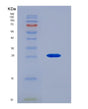 SDS-PAGE analysis of Human FGF9 (Fibroblast Growth Factor 9) - Recombinant Protein, showing >95% purity under 15% SDS-PAGE (Reduced)