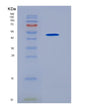 SDS-PAGE analysis of Human FLT1 (Vascular Endothelial Growth Factor Receptor 1) - Recombinant Protein, showing >95% purity under 15% SDS-PAGE (Reduced)