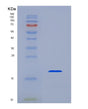 SDS-PAGE analysis of Human IL1B (Interleukin-1 Beta) - Recombinant Protein, showing >95% purity under 15% SDS-PAGE (Reduced)