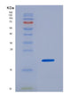 SDS-PAGE analysis of Mouse Il17b (Interleukin-17B) - Recombinant Protein, showing >90% purity under 15% SDS-PAGE (Reduced)