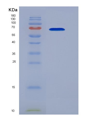 SDS-PAGE analysis of Mouse Hspa1b (Heat Shock 70 Kda Protein 1B) - Recombinant Protein, showing >90% purity under 15% SDS-PAGE (Reduced)