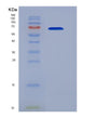 SDS-PAGE analysis of Mouse Hspa1b (Heat Shock 70 Kda Protein 1B) - Recombinant Protein, showing >90% purity under 15% SDS-PAGE (Reduced)