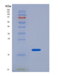 SDS-PAGE analysis of Human IL2 (Interleukin-2) - Recombinant Protein, showing >95% purity under 15% SDS-PAGE (Reduced)