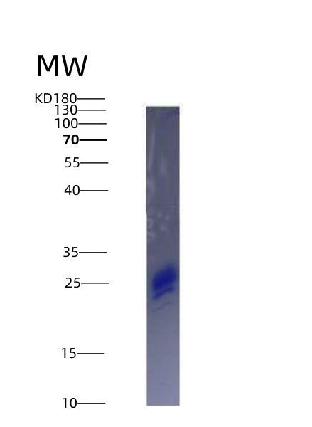 SDS-PAGE analysis of Human IL7 (Interleukin-7) - Recombinant Protein, showing >90% purity under 15% SDS-PAGE (Reduced)