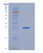 SDS-PAGE analysis of Human IL17A (Interleukin-17A) - Recombinant Protein, showing >95% purity under 15% SDS-PAGE (Reduced)