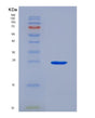 SDS-PAGE analysis of Human GCLC (Glutamate--Cysteine Ligase Catalytic Subunit) - Recombinant Protein, showing >90% purity under 15% SDS-PAGE (Reduced)