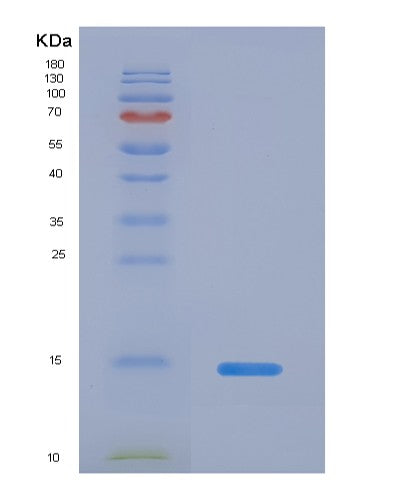 SDS-PAGE analysis of Human IL5 (Interleukin-5) - Recombinant Protein, showing >90% purity under 15% SDS-PAGE (Reduced)