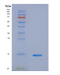 SDS-PAGE analysis of Human IL5 (Interleukin-5) - Recombinant Protein, showing >90% purity under 15% SDS-PAGE (Reduced)