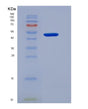 SDS-PAGE analysis of Human CHRNG (Acetylcholine Receptor Subunit Gamma) - Recombinant Protein, showing >90% purity under 15% SDS-PAGE (Reduced)