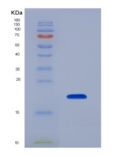 SDS-PAGE analysis of Mouse Rxfp1 (Relaxin Receptor 1) - Recombinant Protein, showing >90% purity under 15% SDS-PAGE (Reduced)