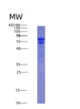 SDS-PAGE analysis of Human NUMA1 (Nuclear Mitotic Apparatus Protein 1) - Recombinant Protein, showing >95% purity under 15% SDS-PAGE (Reduced)