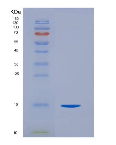 SDS-PAGE analysis of Human CD99 (Cd99 Antigen) - Recombinant Protein, showing >90% purity under 15% SDS-PAGE (Reduced)