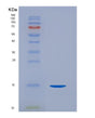 SDS-PAGE analysis of Human CD99 (Cd99 Antigen) - Recombinant Protein, showing >90% purity under 15% SDS-PAGE (Reduced)