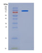 SDS-PAGE analysis of Human MME (Neprilysin) - Recombinant Protein, showing >95% purity under 15% SDS-PAGE (Reduced)