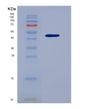 SDS-PAGE analysis of Human TFPI (Tissue Factor Pathway Inhibitor) - Recombinant Protein, showing >90% purity under 15% SDS-PAGE (Reduced)