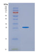 SDS-PAGE analysis of Human TNFSF9 (Tumor Necrosis Factor Ligand Superfamily Member 9) - Recombinant Protein, showing >95% purity under 15% SDS-PAGE (Reduced)