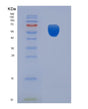 SDS-PAGE analysis of Human CDC123 (Translation Initiation Factor Eif2 Assembly Protein) - Recombinant Protein, showing >90% purity under 15% SDS-PAGE (Reduced)