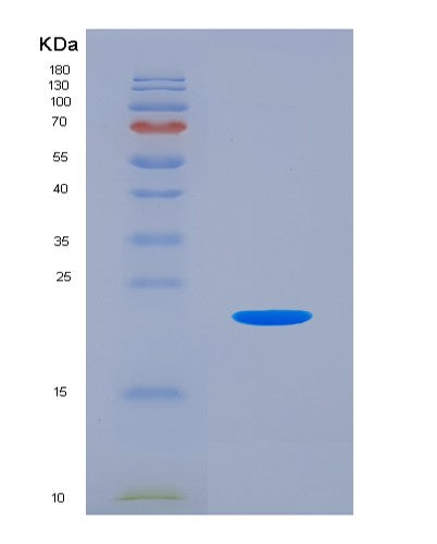 SDS-PAGE analysis of Mouse Csf2 (Granulocyte-Macrophage Colony-Stimulating Factor) - Recombinant Protein, showing >90% purity under 15% SDS-PAGE (Reduced)
