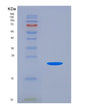 SDS-PAGE analysis of Mouse Csf2 (Granulocyte-Macrophage Colony-Stimulating Factor) - Recombinant Protein, showing >90% purity under 15% SDS-PAGE (Reduced)