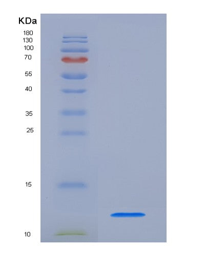 SDS-PAGE analysis of Mouse Cxcl1 (Growth-Regulated Alpha Protein) - Recombinant Protein, showing >95% purity under 15% SDS-PAGE (Reduced)