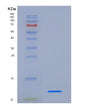 SDS-PAGE analysis of Mouse Cxcl1 (Growth-Regulated Alpha Protein) - Recombinant Protein, showing >95% purity under 15% SDS-PAGE (Reduced)