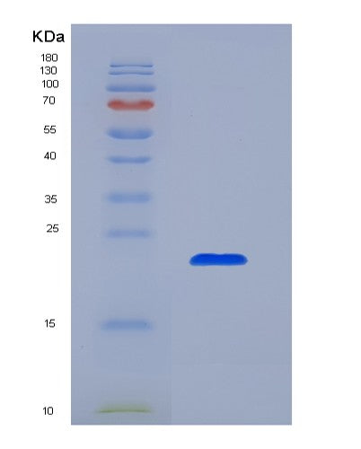 SDS-PAGE analysis of Mouse Il10 (Interleukin-10) - Recombinant Protein, showing >95% purity under 15% SDS-PAGE (Reduced)
