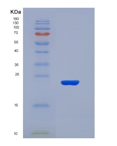 SDS-PAGE analysis of Mouse Il2 (Interleukin-2) - Recombinant Protein, showing >90% purity under 15% SDS-PAGE (Reduced)