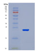 SDS-PAGE analysis of Mouse Il2 (Interleukin-2) - Recombinant Protein, showing >90% purity under 15% SDS-PAGE (Reduced)