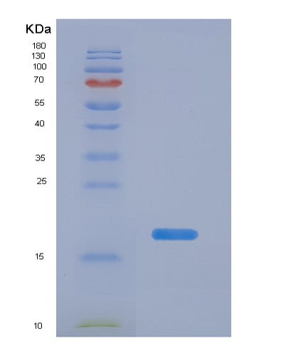 SDS-PAGE analysis of Mouse Il4 (Interleukin-4) - Recombinant Protein, showing >95% purity under 15% SDS-PAGE (Reduced)