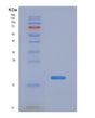 SDS-PAGE analysis of Mouse Il4 (Interleukin-4) - Recombinant Protein, showing >95% purity under 15% SDS-PAGE (Reduced)