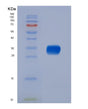 SDS-PAGE analysis of Mouse Il6 (Interleukin-6) - Recombinant Protein, showing >95% purity under 15% SDS-PAGE (Reduced)