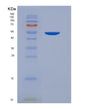 SDS-PAGE analysis of Mouse Tnfrsf11b (Tumor Necrosis Factor Receptor Superfamily Member 11B) - Recombinant Protein, showing >90% purity under 15% SDS-PAGE (Reduced)