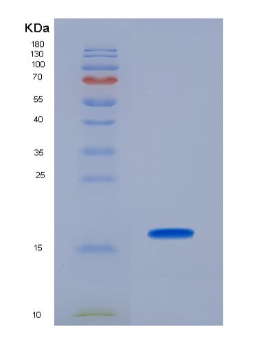 SDS-PAGE analysis of Mouse Pdgfa (Platelet-Derived Growth Factor Subunit A) - Recombinant Protein, showing >95% purity under 15% SDS-PAGE (Reduced)