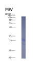 SDS-PAGE analysis of Mouse Tnfsf4 (Tumor Necrosis Factor Ligand Superfamily Member 4) - Recombinant Protein, showing >95% purity under 15% SDS-PAGE (Reduced)