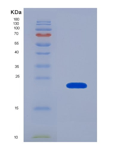SDS-PAGE analysis of Human IL22 (Interleukin-22) - Recombinant Protein, showing >95% purity under 15% SDS-PAGE (Reduced)