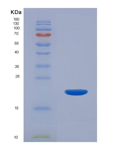 SDS-PAGE analysis of Mouse Il22 (Interleukin-22) - Recombinant Protein, showing >95% purity under 15% SDS-PAGE (Reduced)