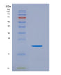 SDS-PAGE analysis of Human IL36G (Interleukin-36 Gamma) - Recombinant Protein, showing >90% purity under 15% SDS-PAGE (Reduced)