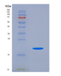 SDS-PAGE analysis of Human CALCA (Calcitonin) - Recombinant Protein, showing >90% purity under 15% SDS-PAGE (Reduced)