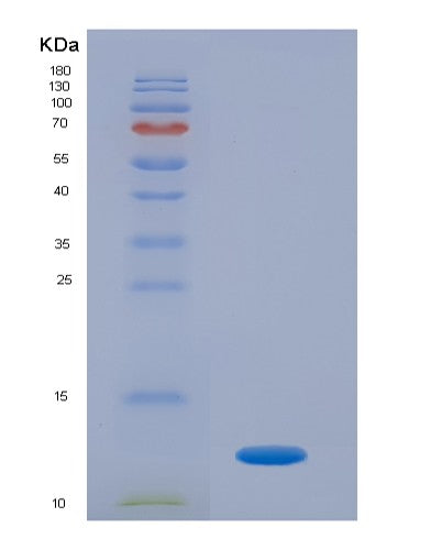 SDS-PAGE analysis of Human PRG4 (Proteoglycan 4) - Recombinant Protein, showing >90% purity under 15% SDS-PAGE (Reduced)