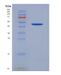 SDS-PAGE analysis of Human MUC1 (Mucin-1) - Recombinant Protein, showing >90% purity under 15% SDS-PAGE (Reduced)