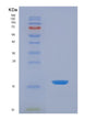 SDS-PAGE analysis of Human LIPE (Hormone-Sensitive Lipase) - Recombinant Protein, showing >90% purity under 15% SDS-PAGE (Reduced)