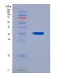 SDS-PAGE analysis of Human IL21 (Interleukin-21) - Recombinant Protein, showing >90% purity under 15% SDS-PAGE (Reduced)