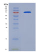 SDS-PAGE analysis of Human SERPINE1 (Plasminogen Activator Inhibitor 1) - Recombinant Protein, CAT# BLT-08447P showing >90% purity under 15% SDS-PAGE (Reduced)