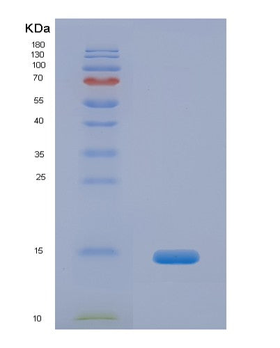SDS-PAGE analysis of Human GLG1 (Golgi Apparatus Protein 1) - Recombinant Protein, showing >90% purity under 15% SDS-PAGE (Reduced)