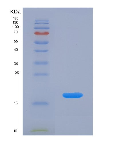 SDS-PAGE analysis of Mouse Il1b (Interleukin-1 Beta) - Recombinant Protein, showing >90% purity under 15% SDS-PAGE (Reduced)