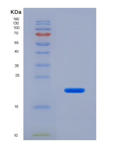 SDS-PAGE analysis of Human IL6 (Interleukin-6) - Recombinant Protein, showing >90% purity under 15% SDS-PAGE (Reduced)