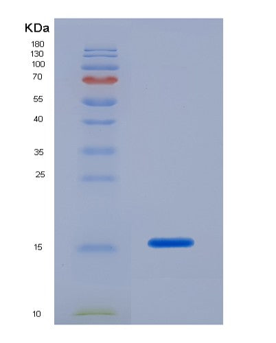 SDS-PAGE analysis of Human CASP7 (Caspase-7) - Recombinant Protein, showing >90% purity under 15% SDS-PAGE (Reduced)
