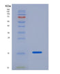 SDS-PAGE analysis of Human CASP7 (Caspase-7) - Recombinant Protein, showing >90% purity under 15% SDS-PAGE (Reduced)